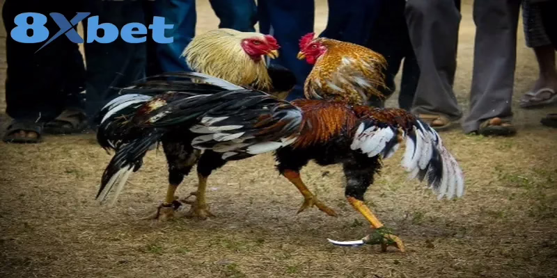 Cách Xem Trực Tiếp Kèo Đá Gà Hấp Dẫn Tại Nhà Cái 8XBET 4 Các bước xem trực tiếp kèo đá gà đơn giản cho người mới