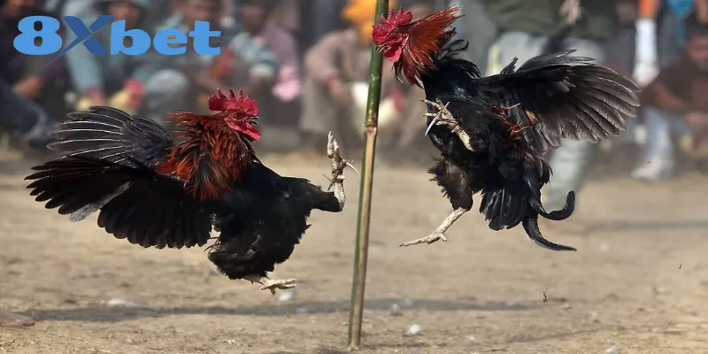 Cách Xem Trực Tiếp Kèo Đá Gà Hấp Dẫn Tại Nhà Cái 8XBET 1 Cách Xem Trực Tiếp Kèo Đá Gà Hấp Dẫn Tại Nhà Cái 8XBET