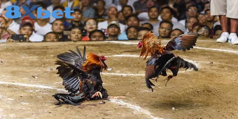 Cách Xem Trực Tiếp Kèo Đá Gà Hấp Dẫn Tại Nhà Cái 8XBET 6 Yếu tố cần chú ý khi thực hiện soi kèo đá gà trực tiếp